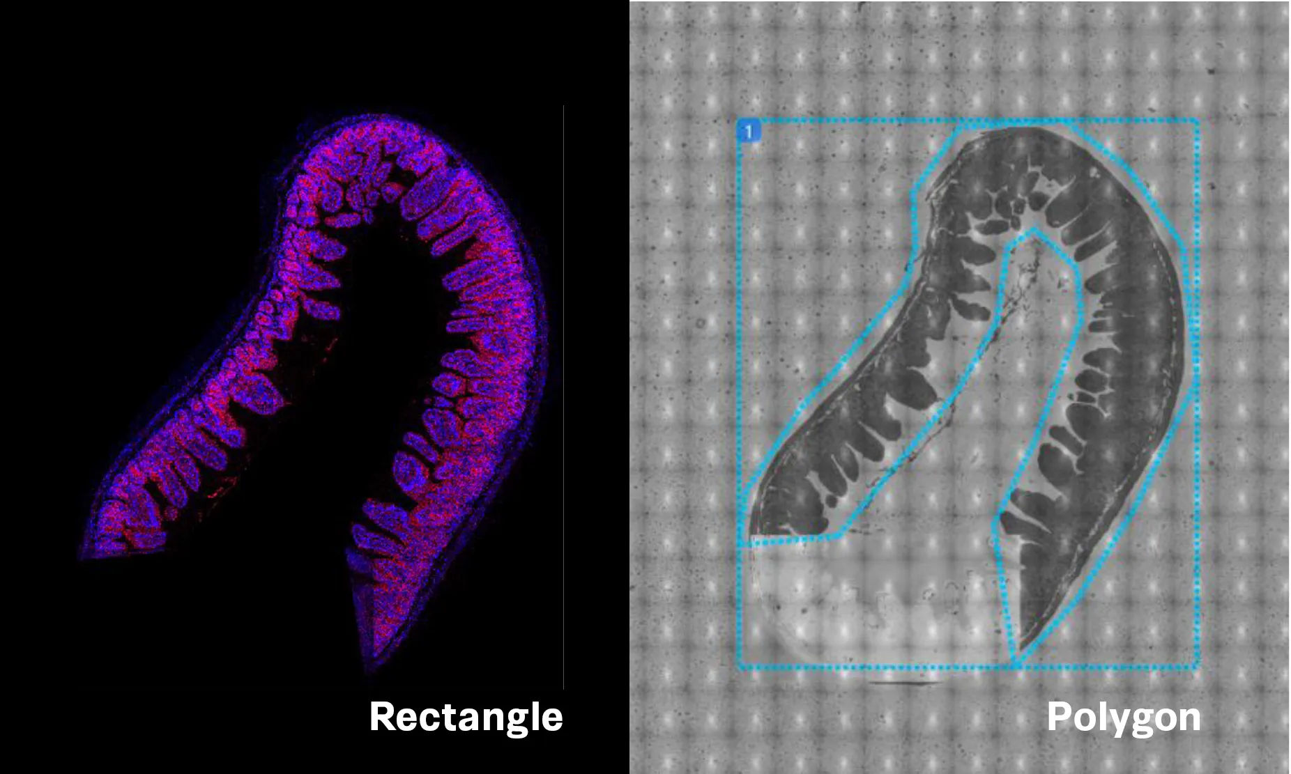 Polygonal and Eliptical image